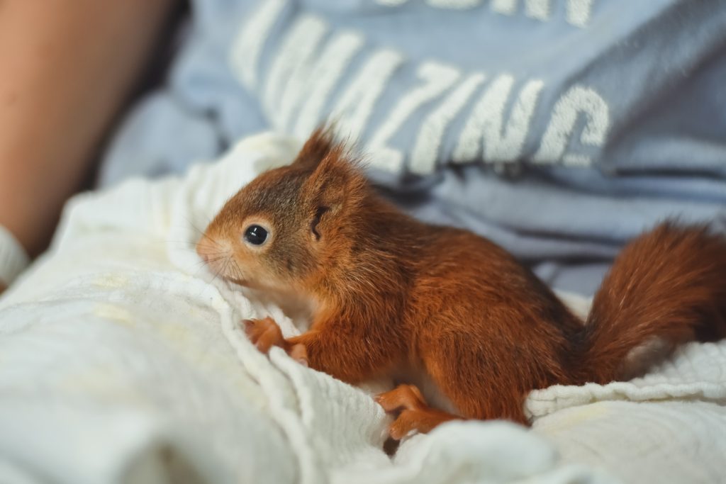 talented baby squirrel - Healthier Pets Today