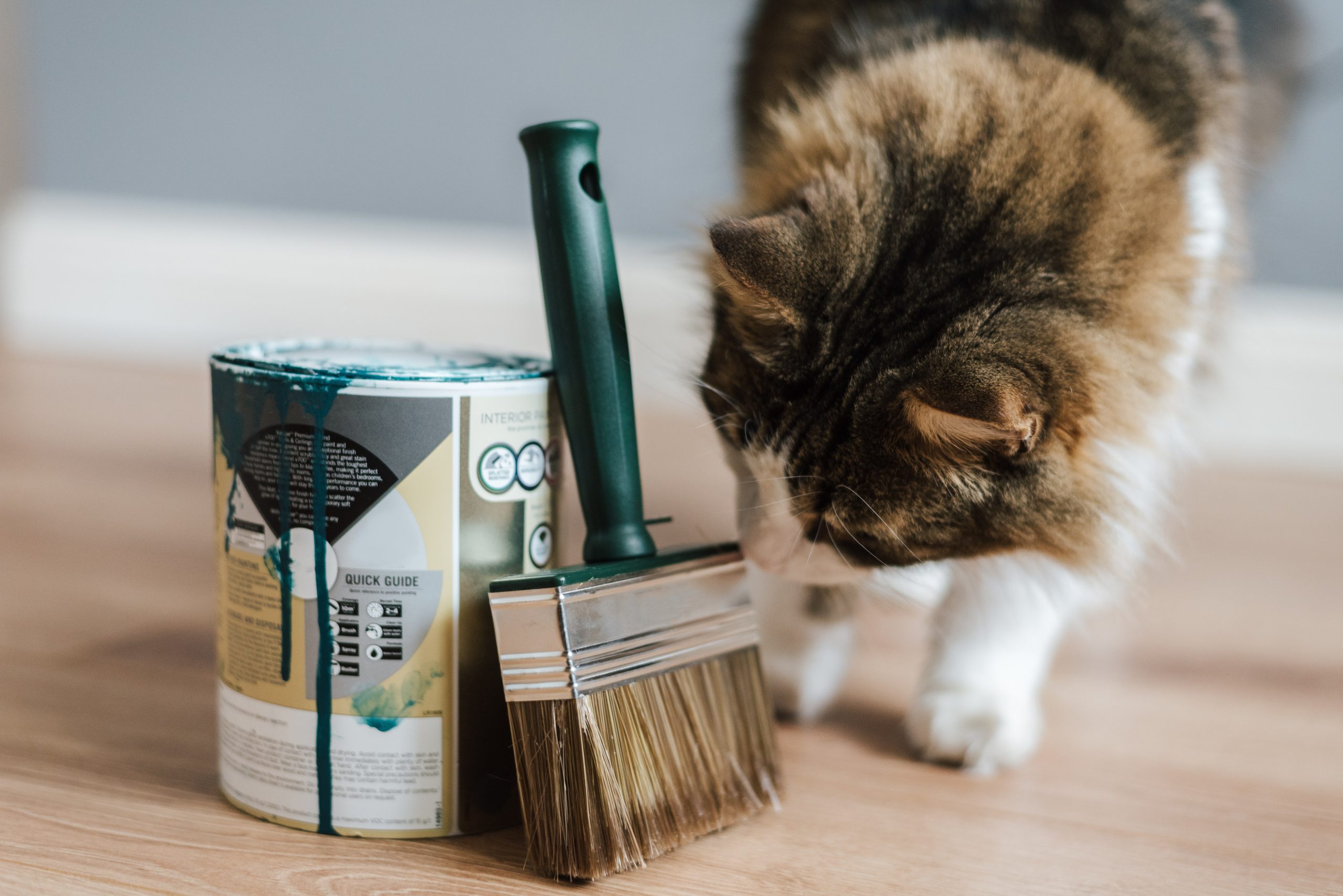 pet friendly apartments - Healthier Pets Today