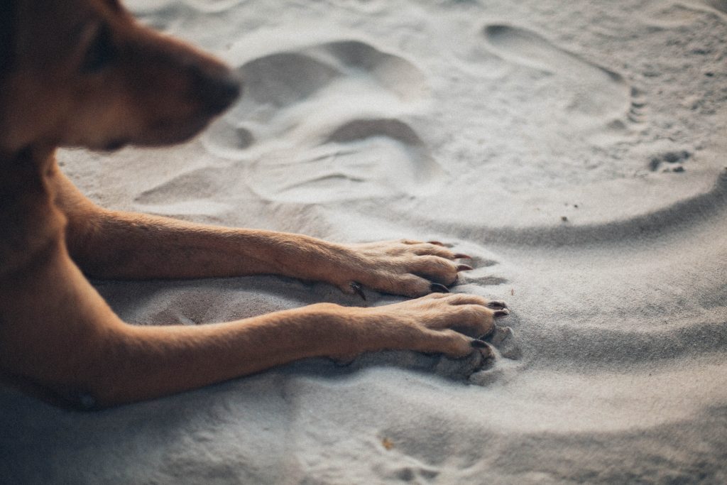pet cremation near me - Healthier Pets Today