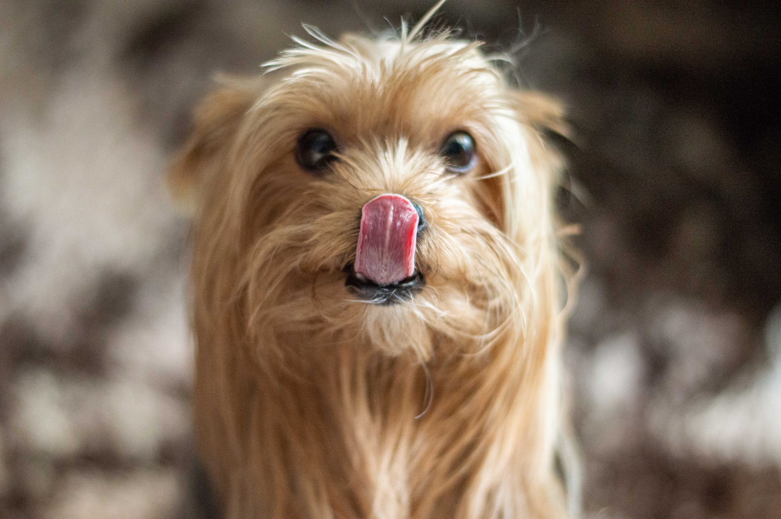 pet naturals busy butter - Healthier Pets Today