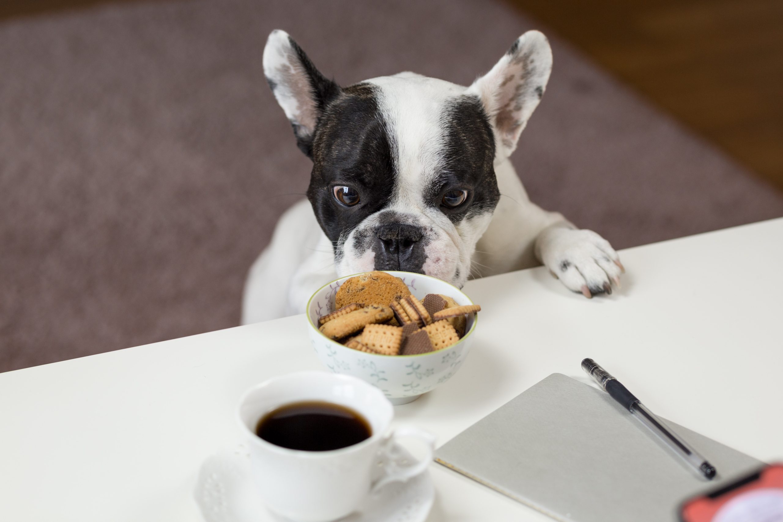 pet friendly restaurants near me - Healthier Pets Today