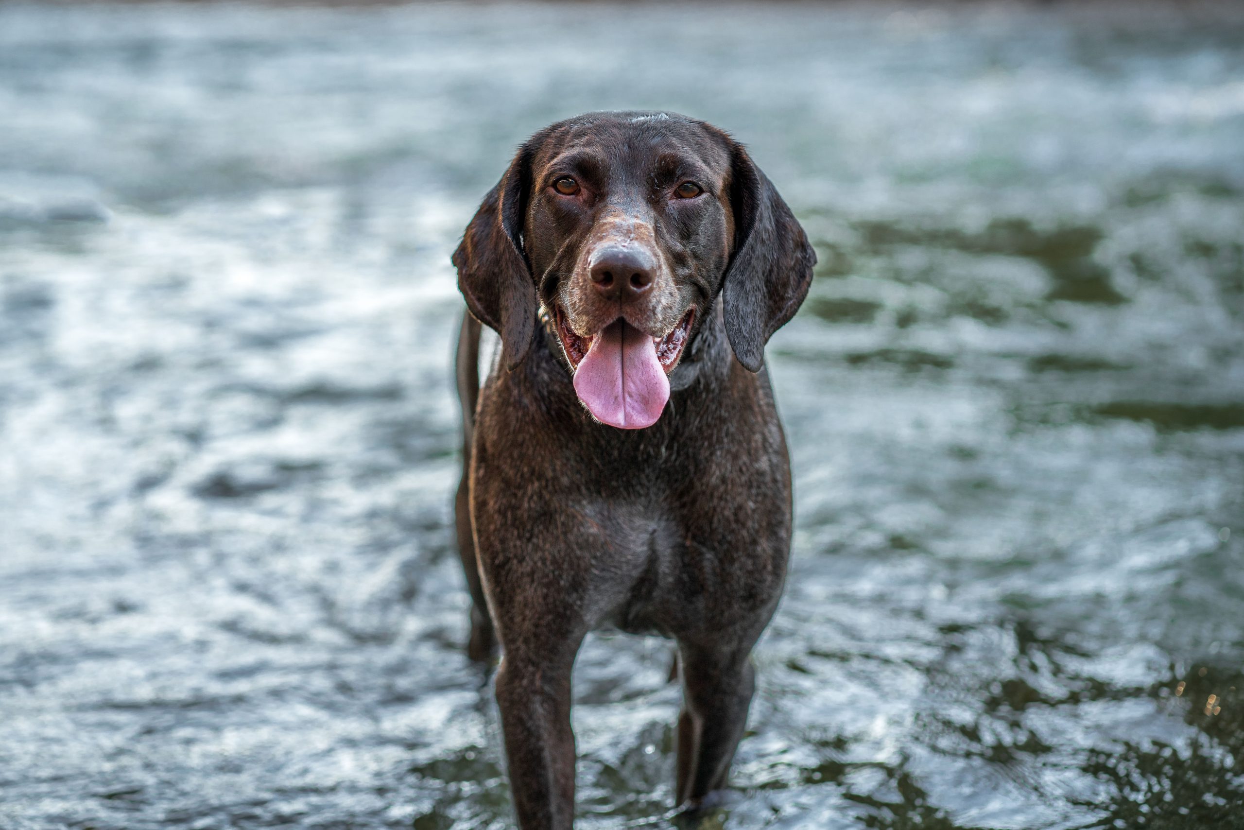 dog swimming near me - Healthier Pets Today