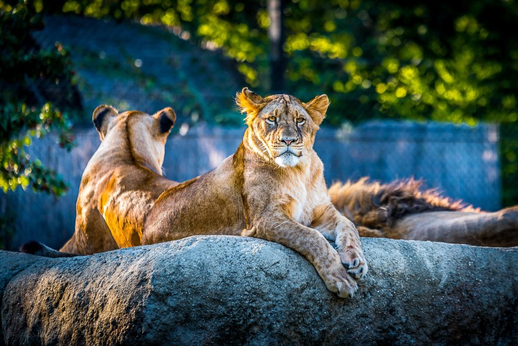 petting zoo near me - Healthier Pets Today