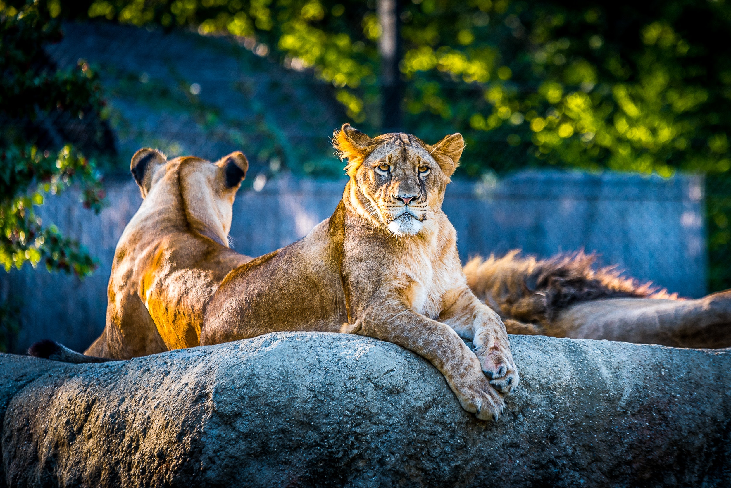 petting zoo near me - Healthier Pets Today