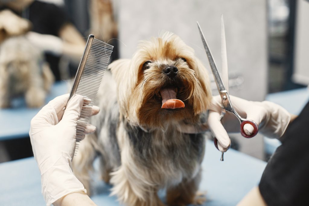 mobile dog grooming - Healthier Pets Today