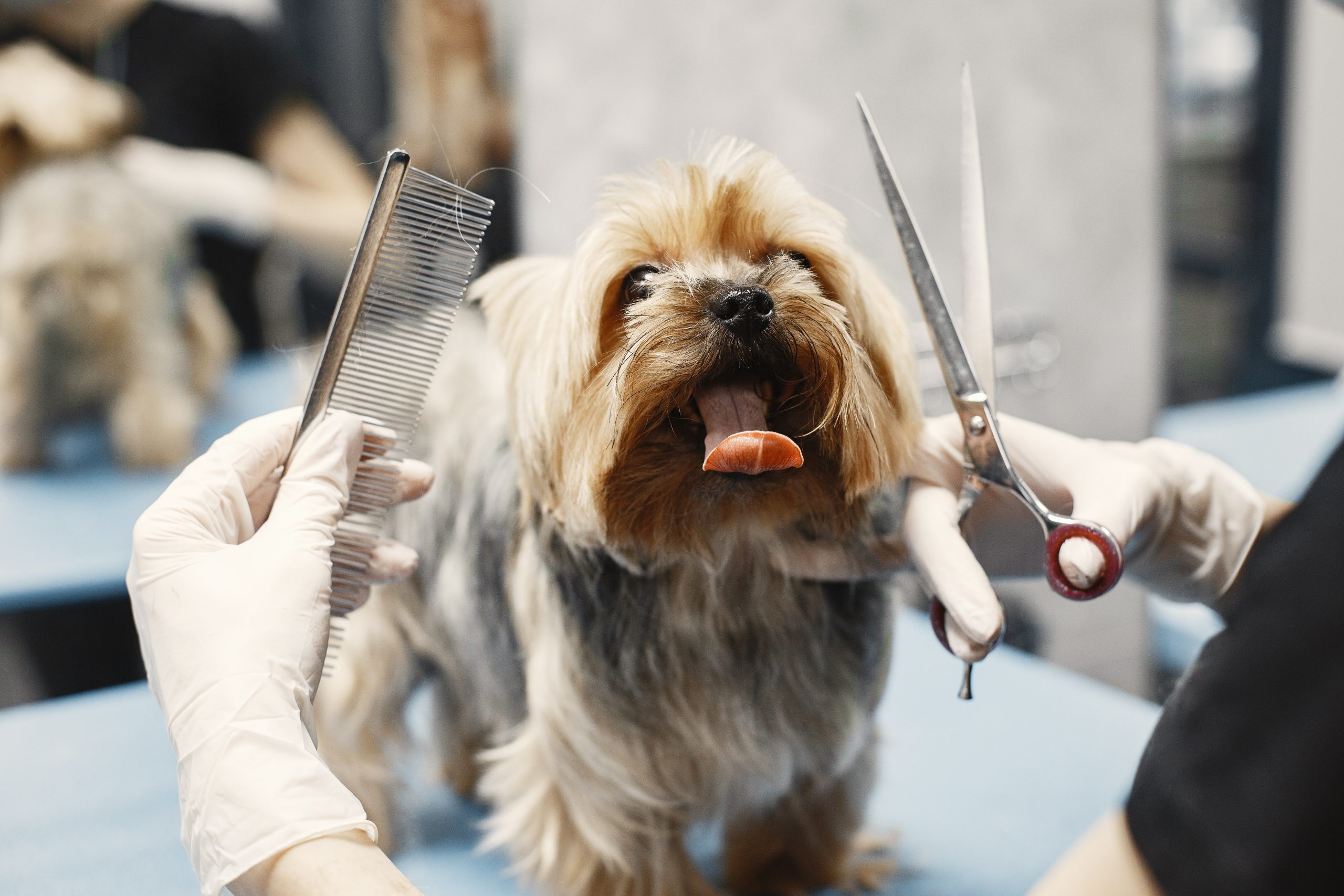 mobile dog grooming - Healthier Pets Today