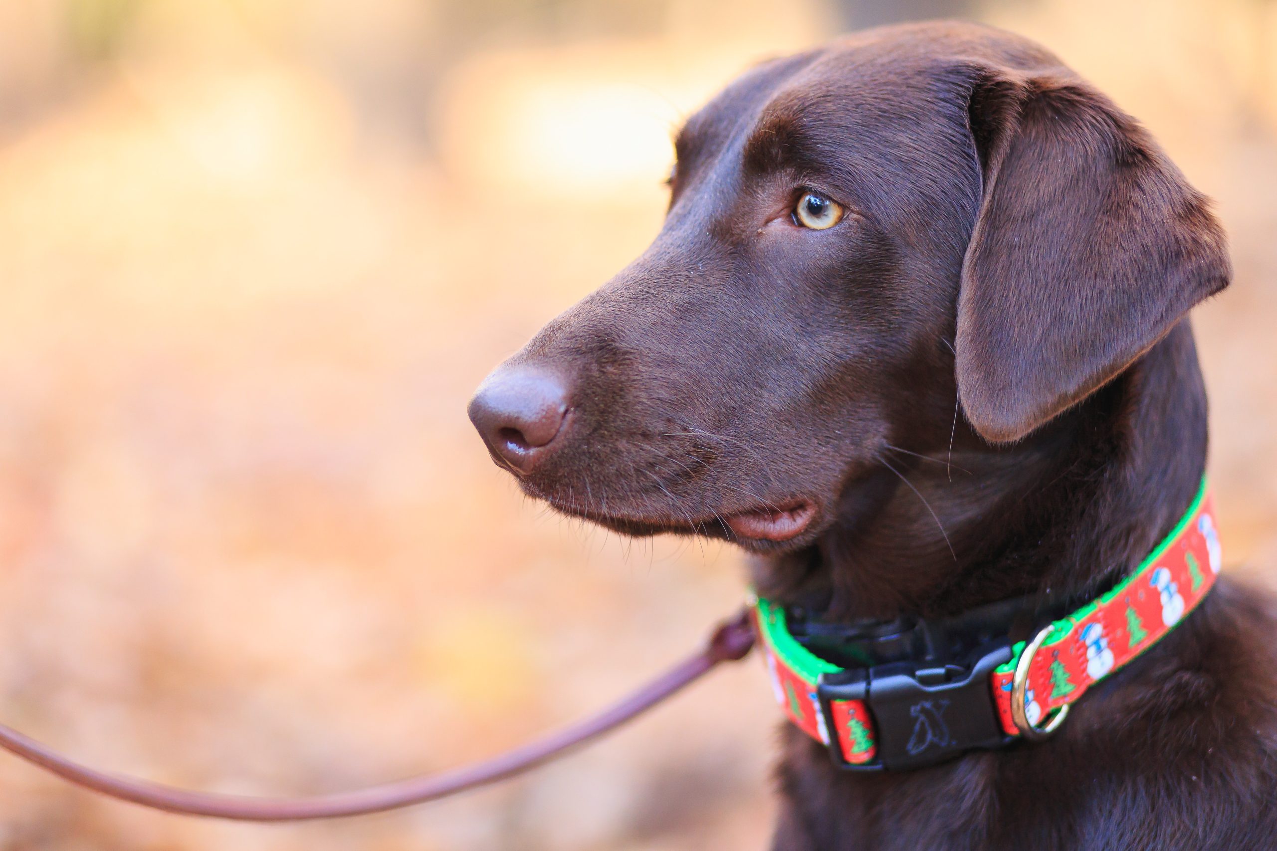 bead collars for dogs - Healthier Pets Today