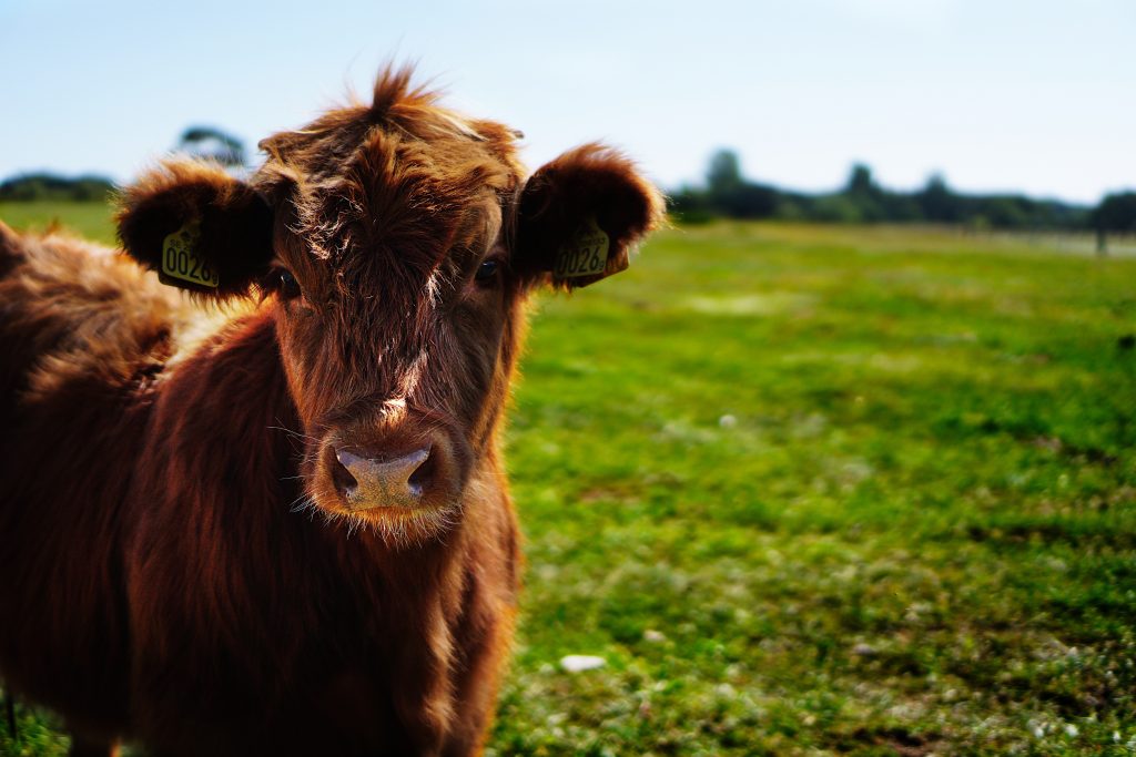 mini fluffy cow - Healthier Pets Today
