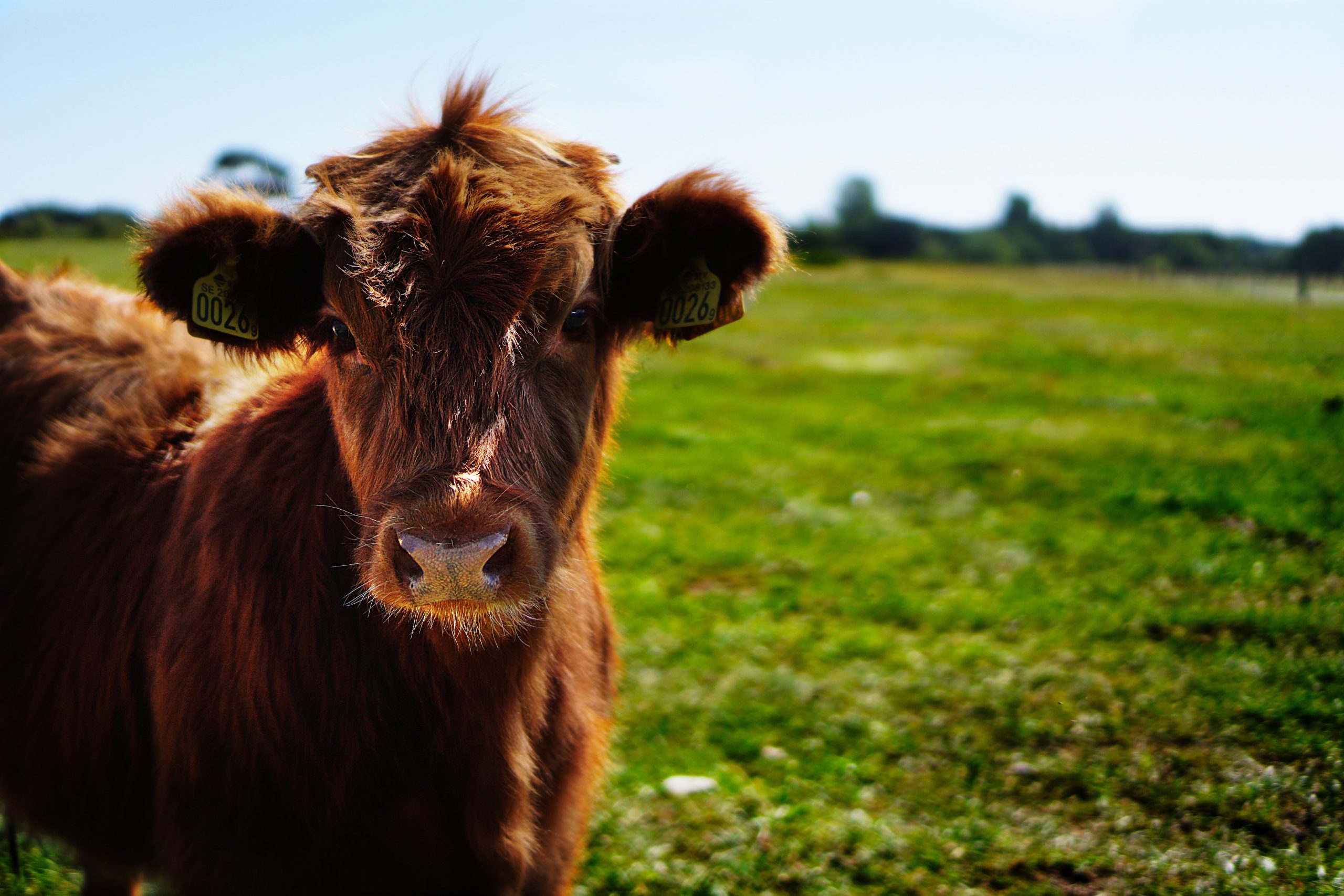mini fluffy cow - Healthier Pets Today