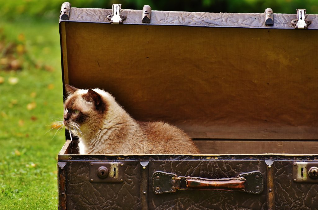 cat boarding near me - Healthier Pets Today