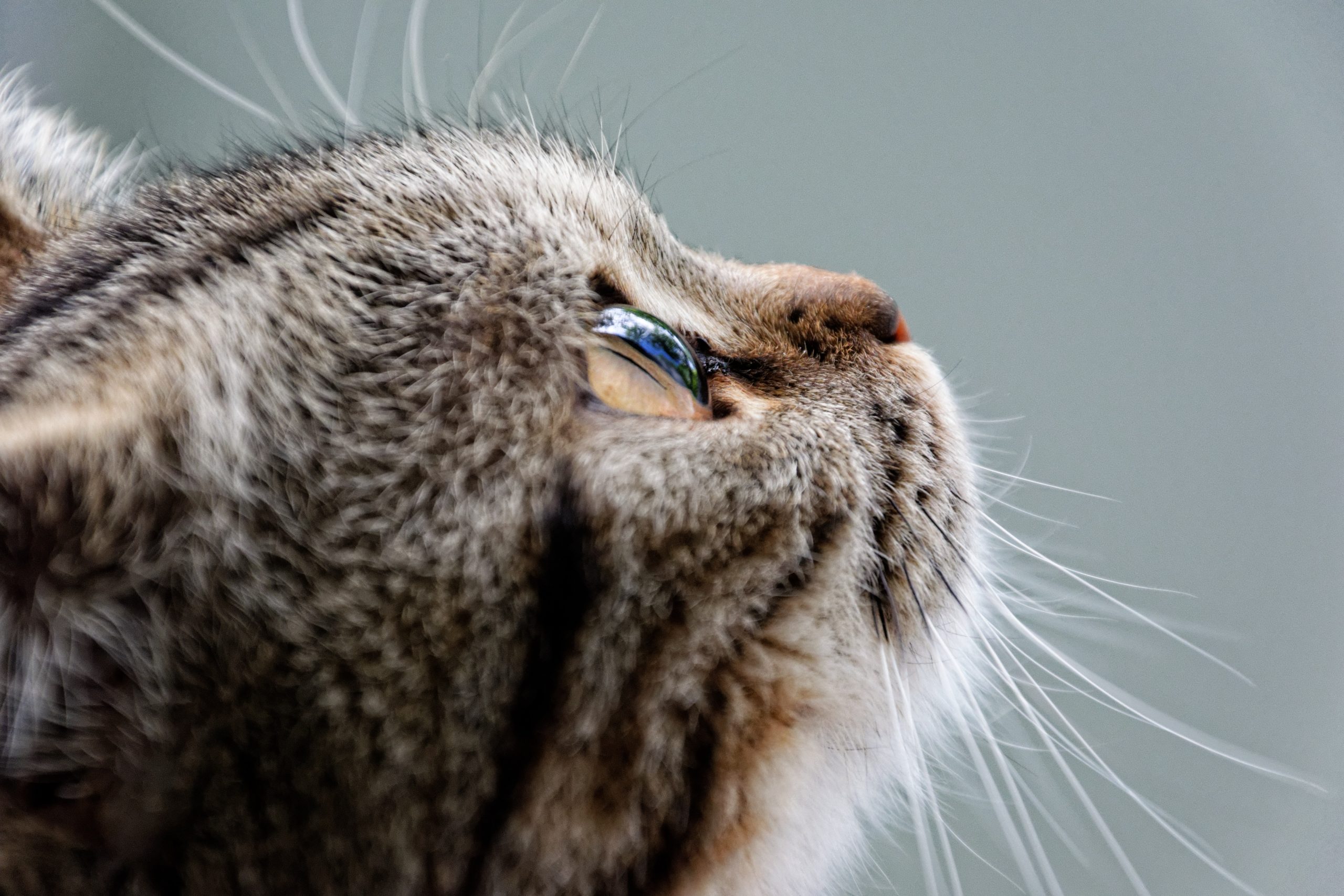 cat skull - Healthier Pets Today