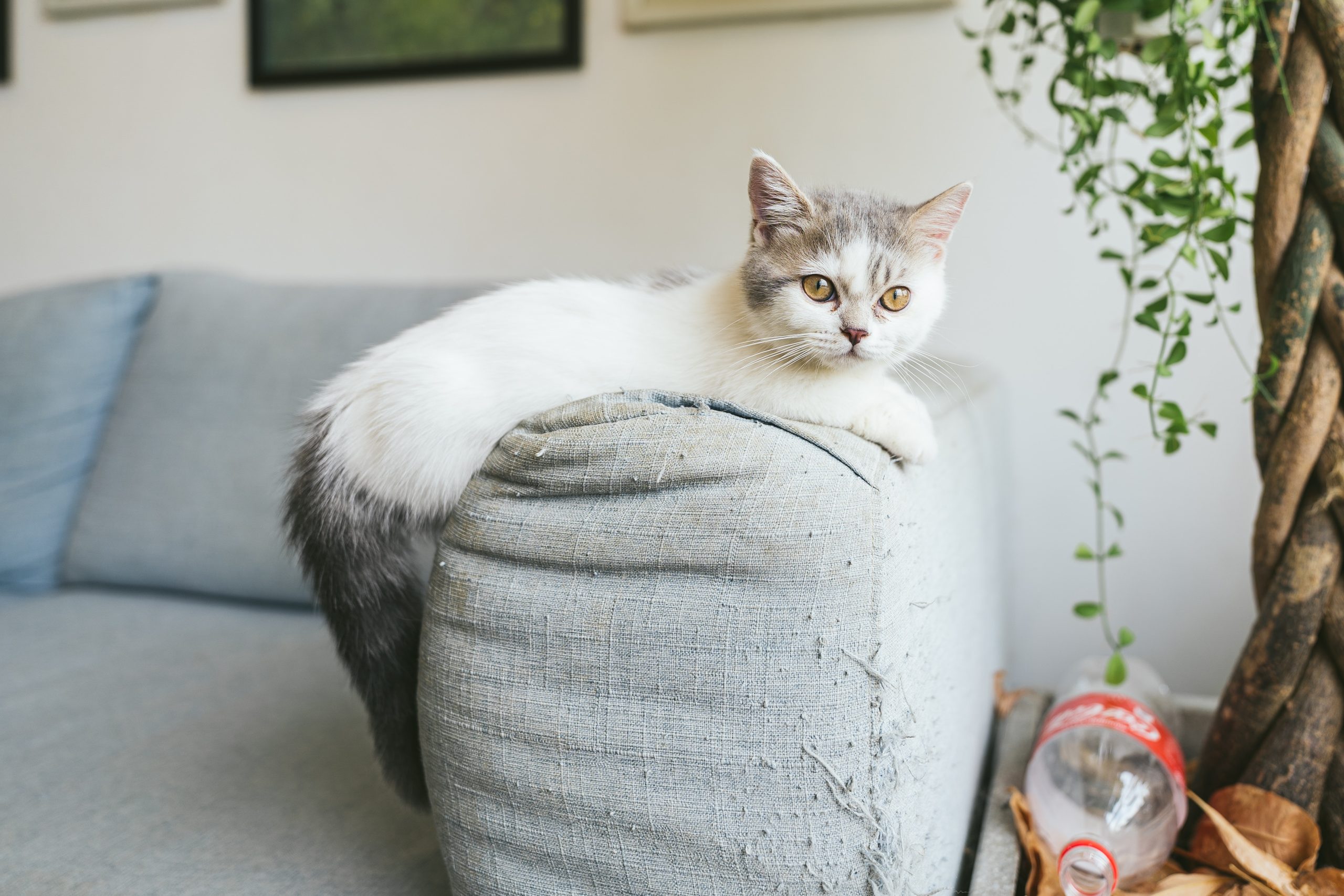 munchkin cat for sale - Healthier Pets Today