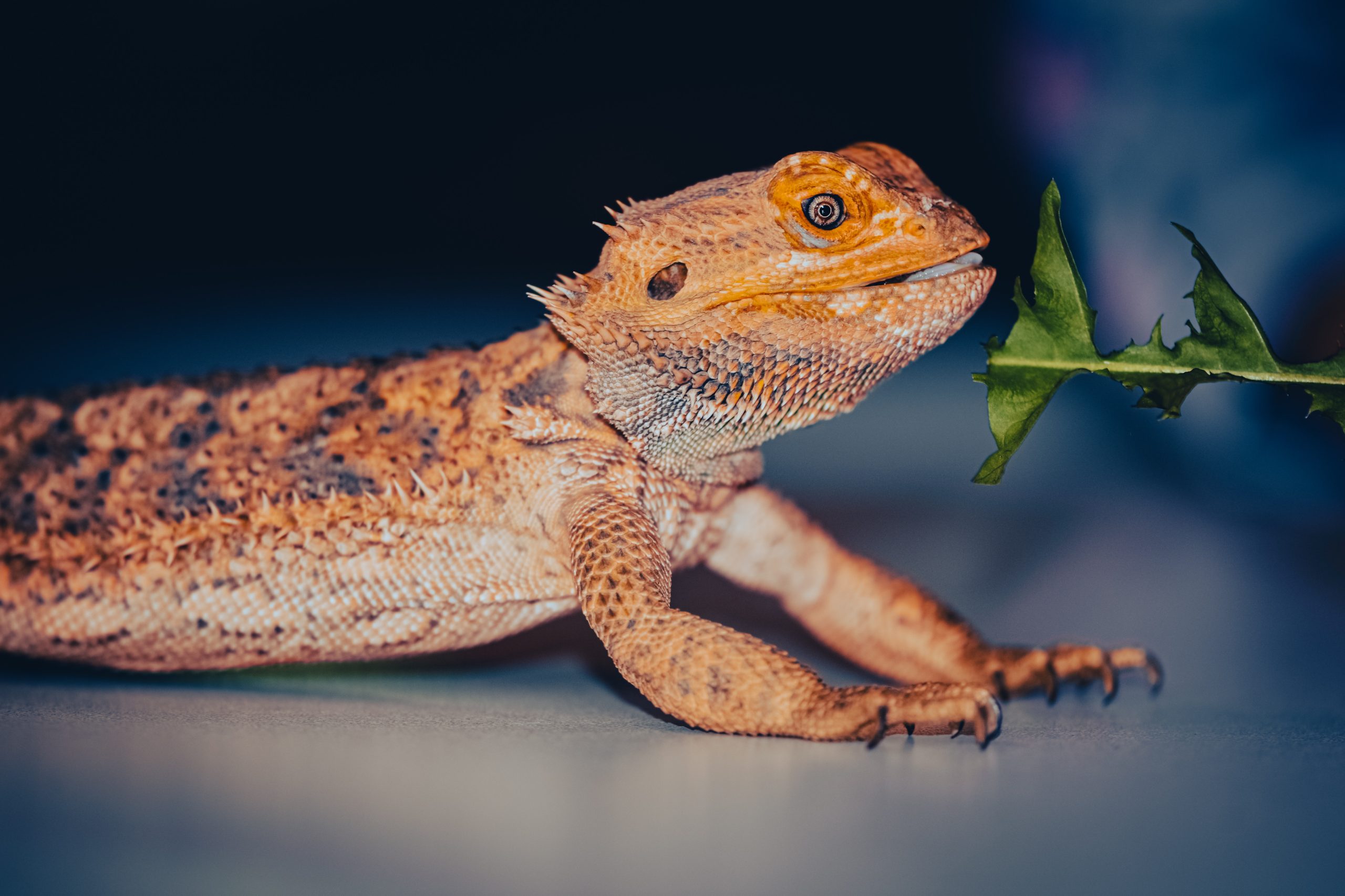 can bearded dragons eat grapes - Healthier Pets Today
