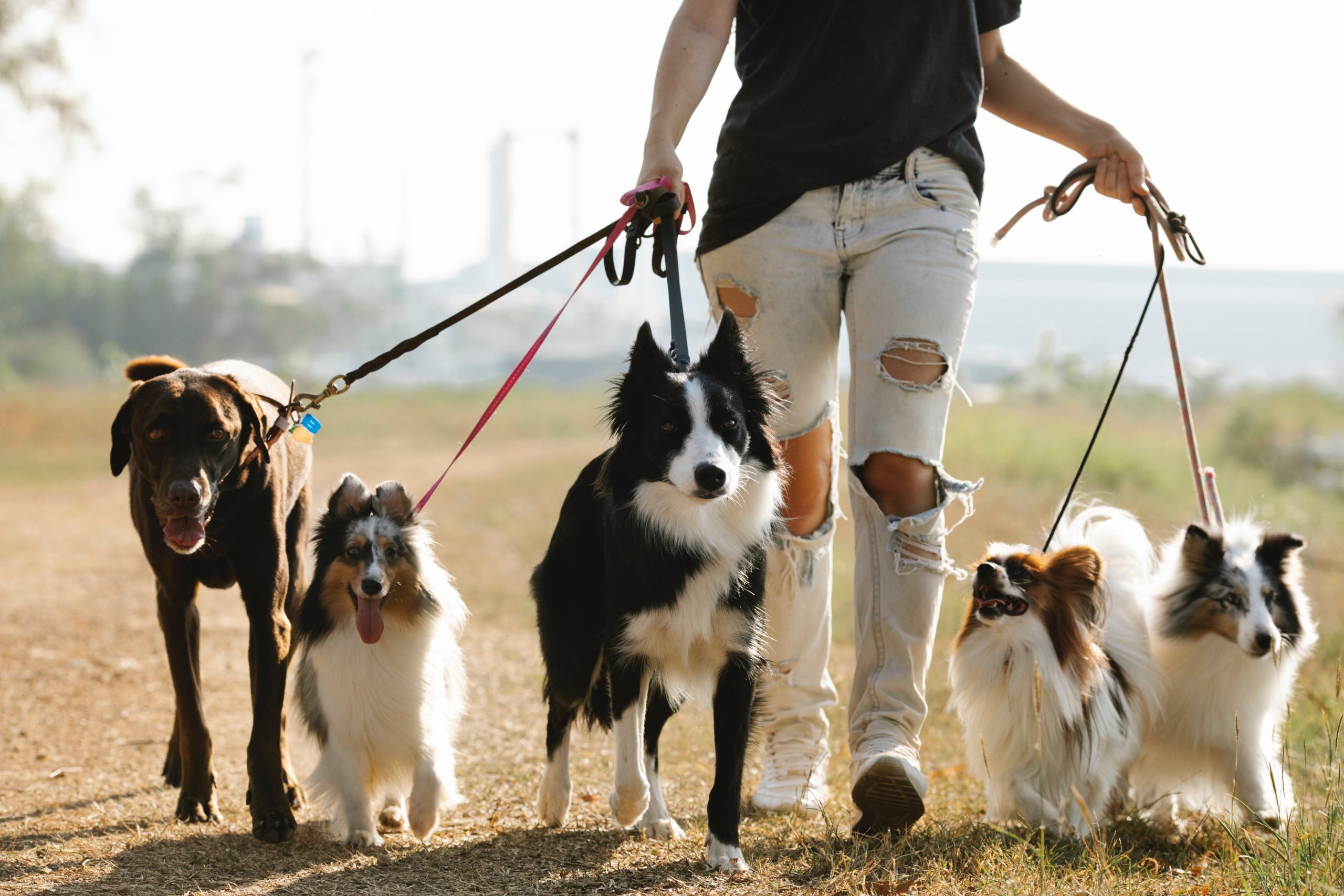 dog walking jobs - Healthier Pets Today