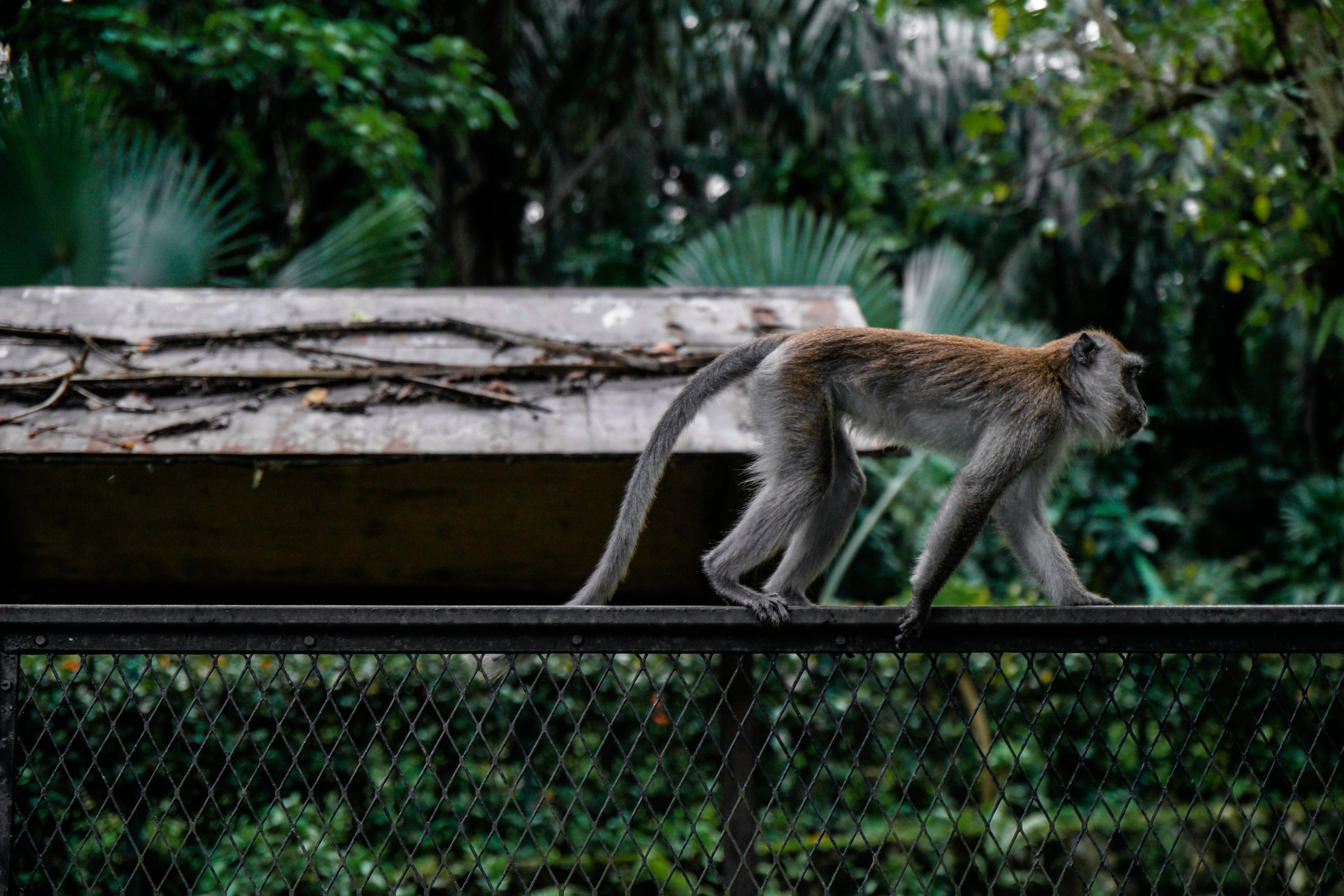 montgomery zoo - Healthier Pets Today