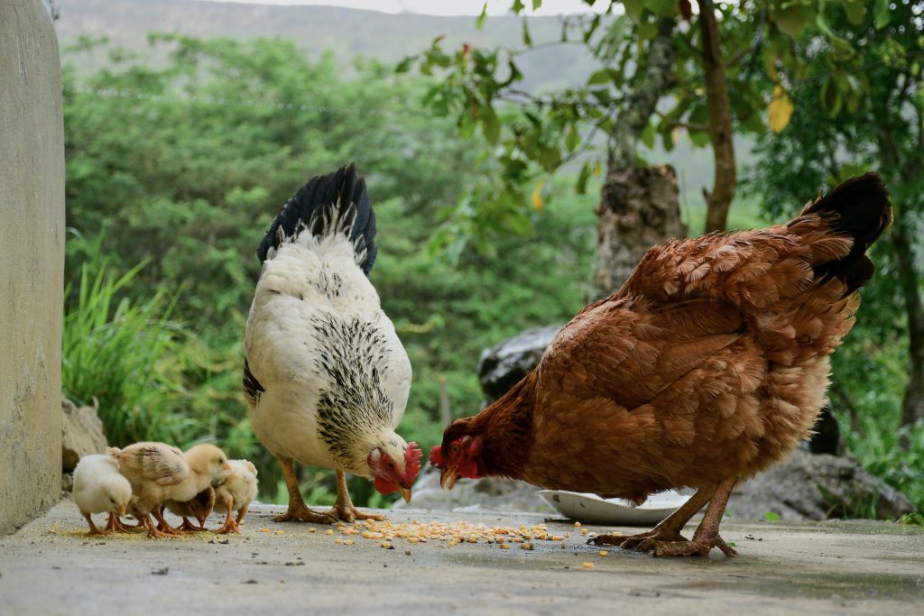 can chickens eat tomatoes - Healthier Pets Today