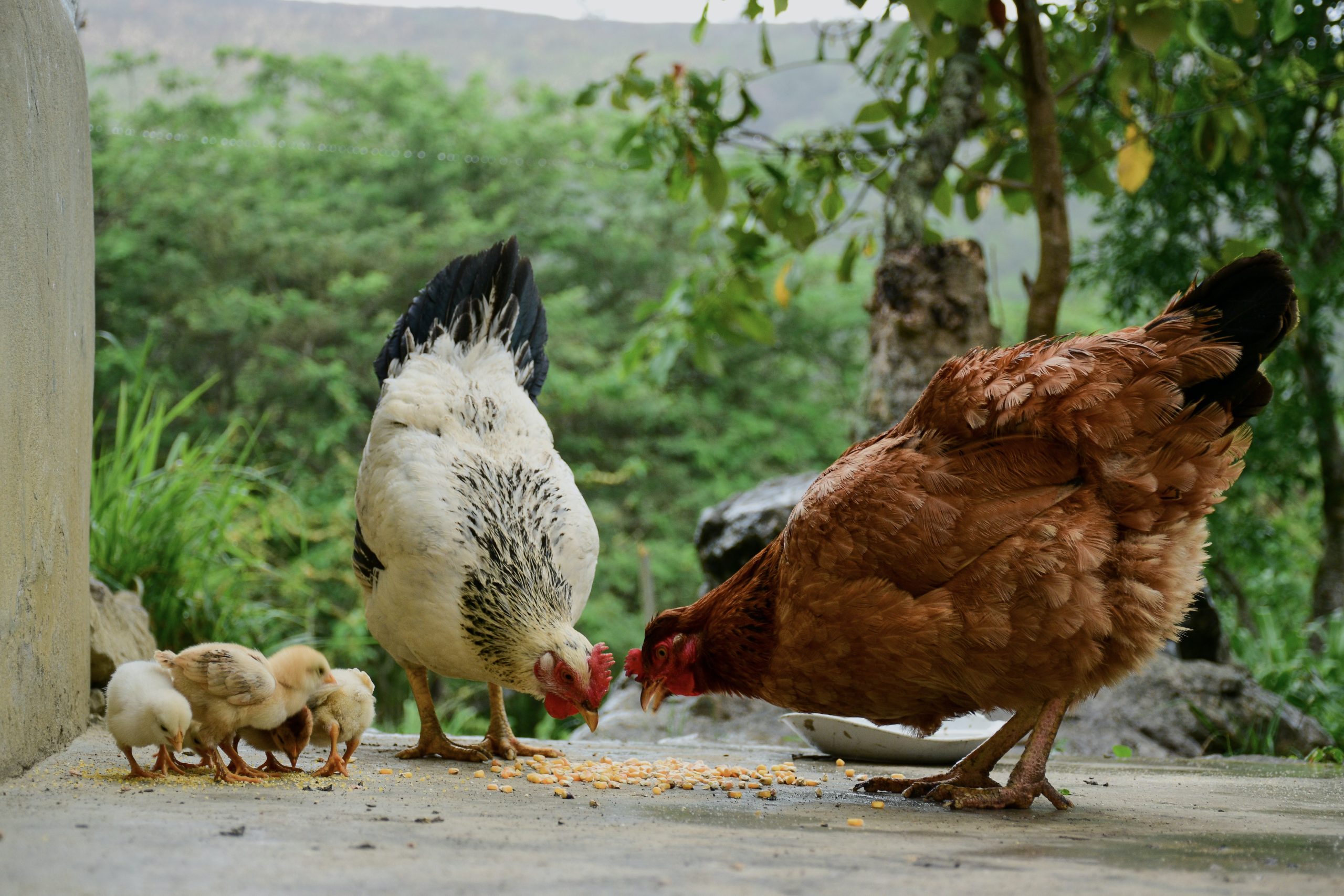 can chickens eat tomatoes - Healthier Pets Today