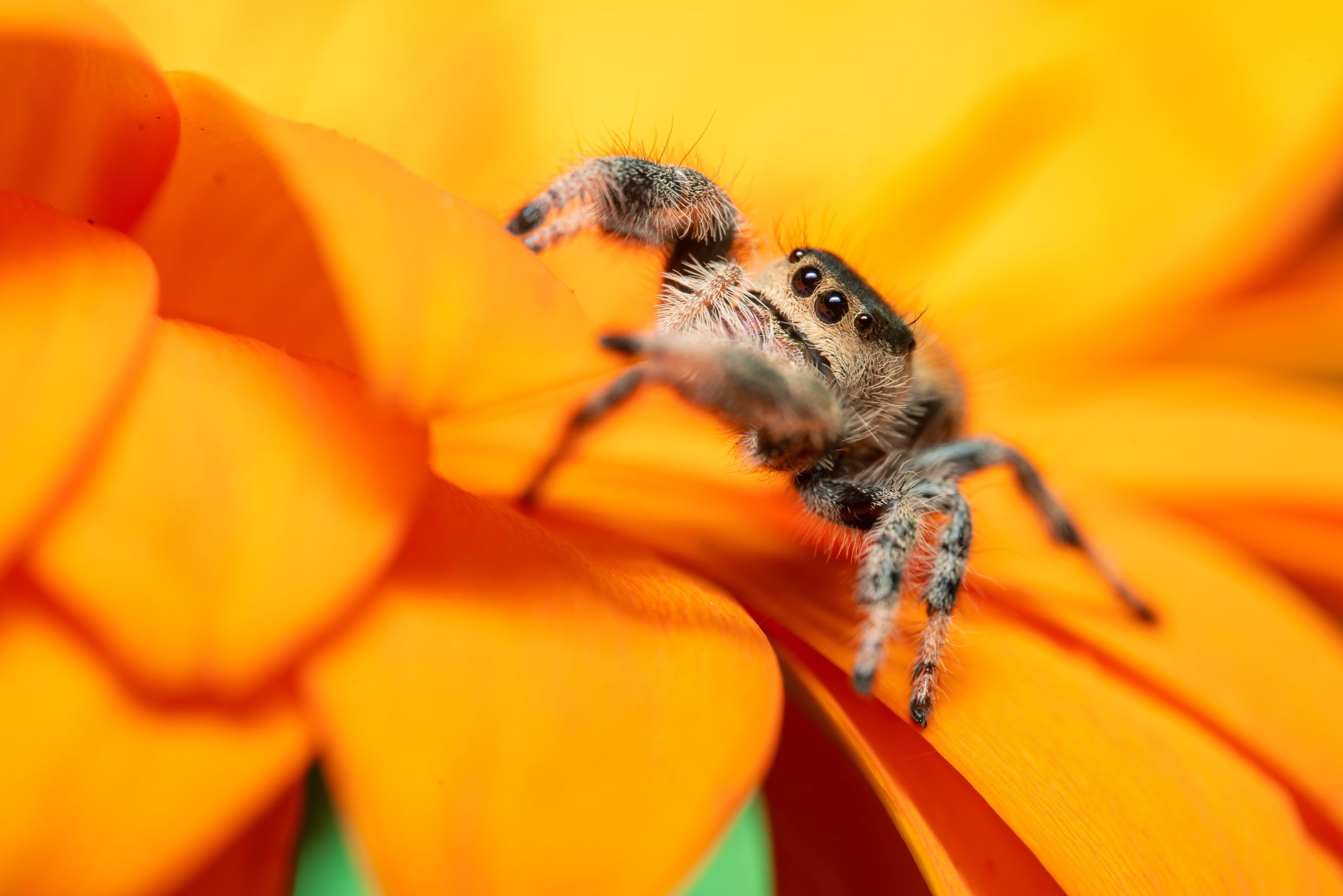 jumping spider pet - My Education Compass