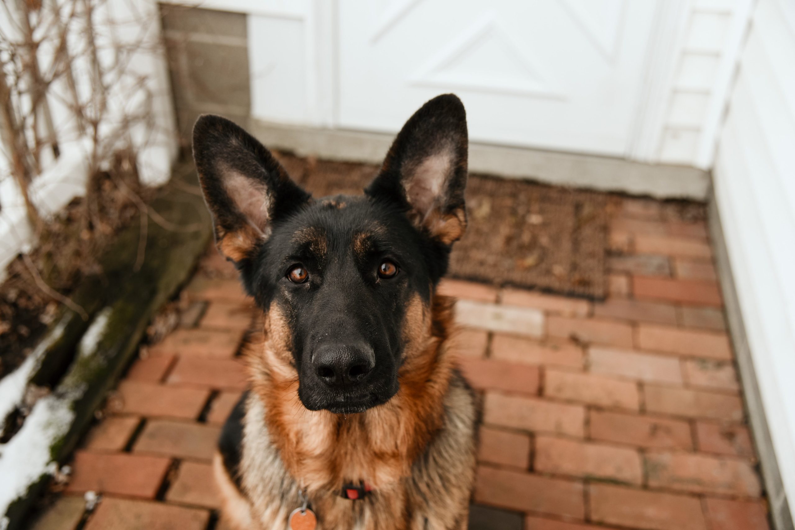 old german shepherd dog - Healthier Pets Today