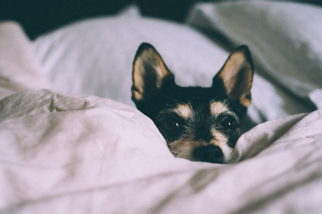 tropical depression - Healthier Pets Today
