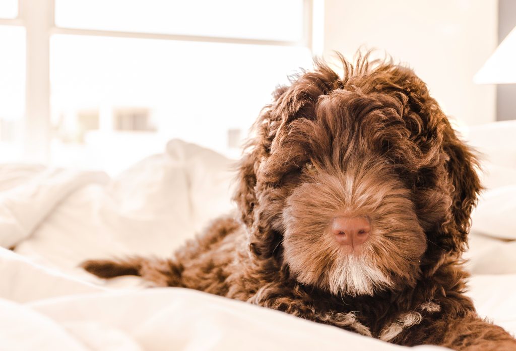squishmallow pet bed - Healthier Pets Today