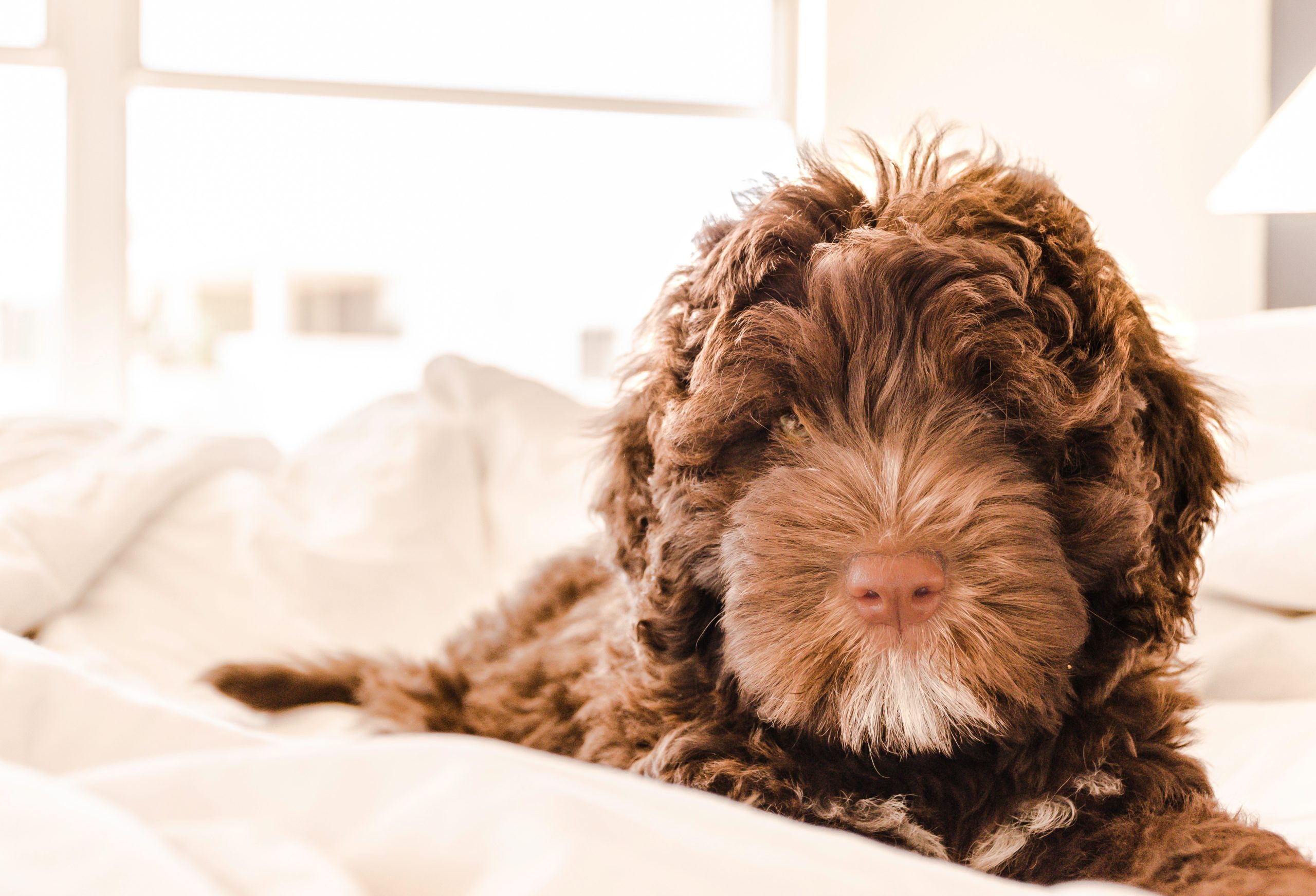 squishmallow pet bed - Healthier Pets Today