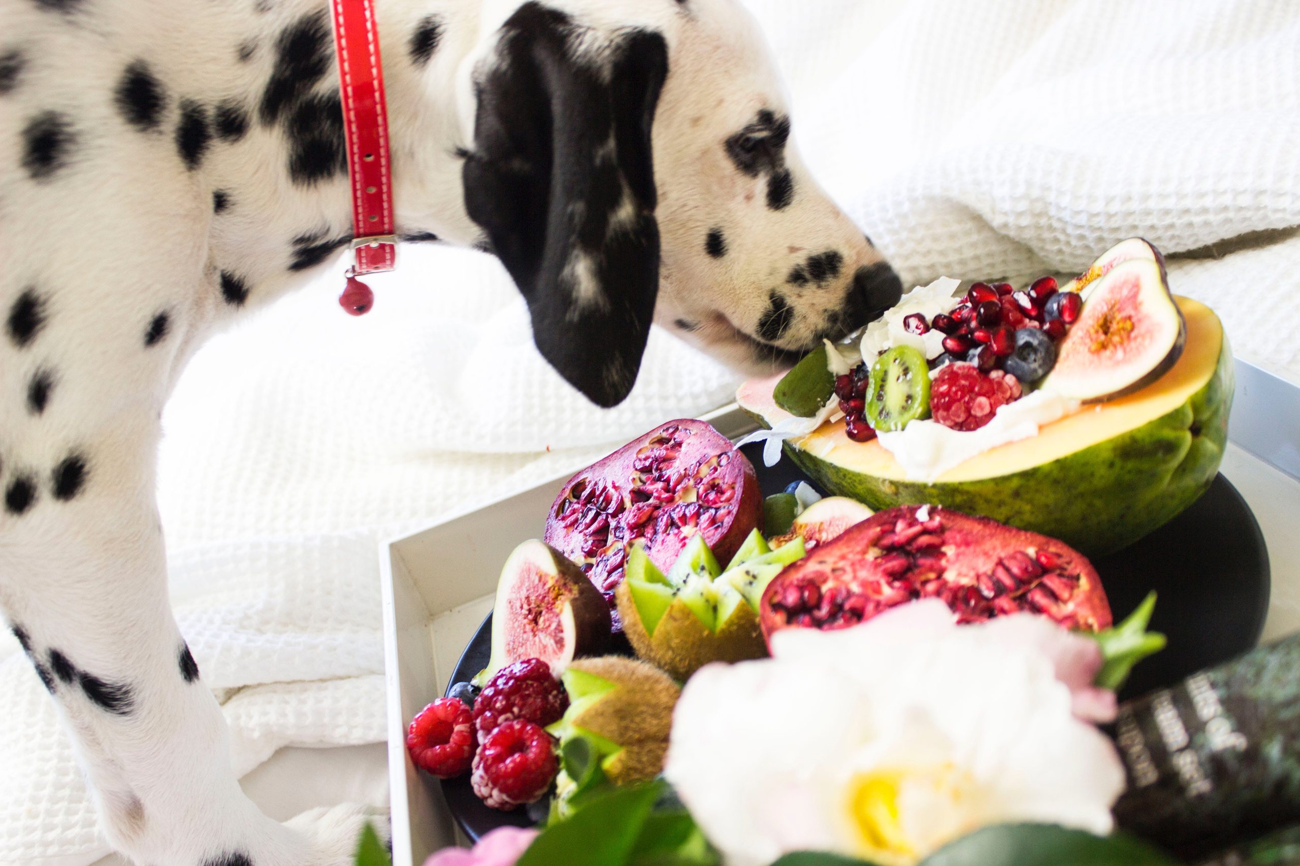 yellow apples - Healthier Pets Today