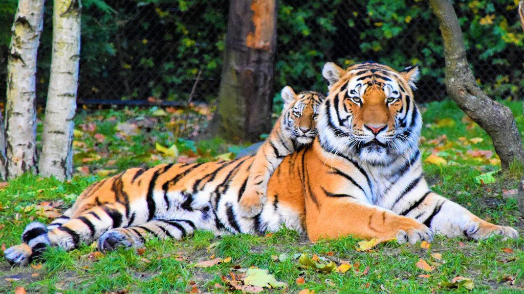 tiger paw - Healthier Pets Today