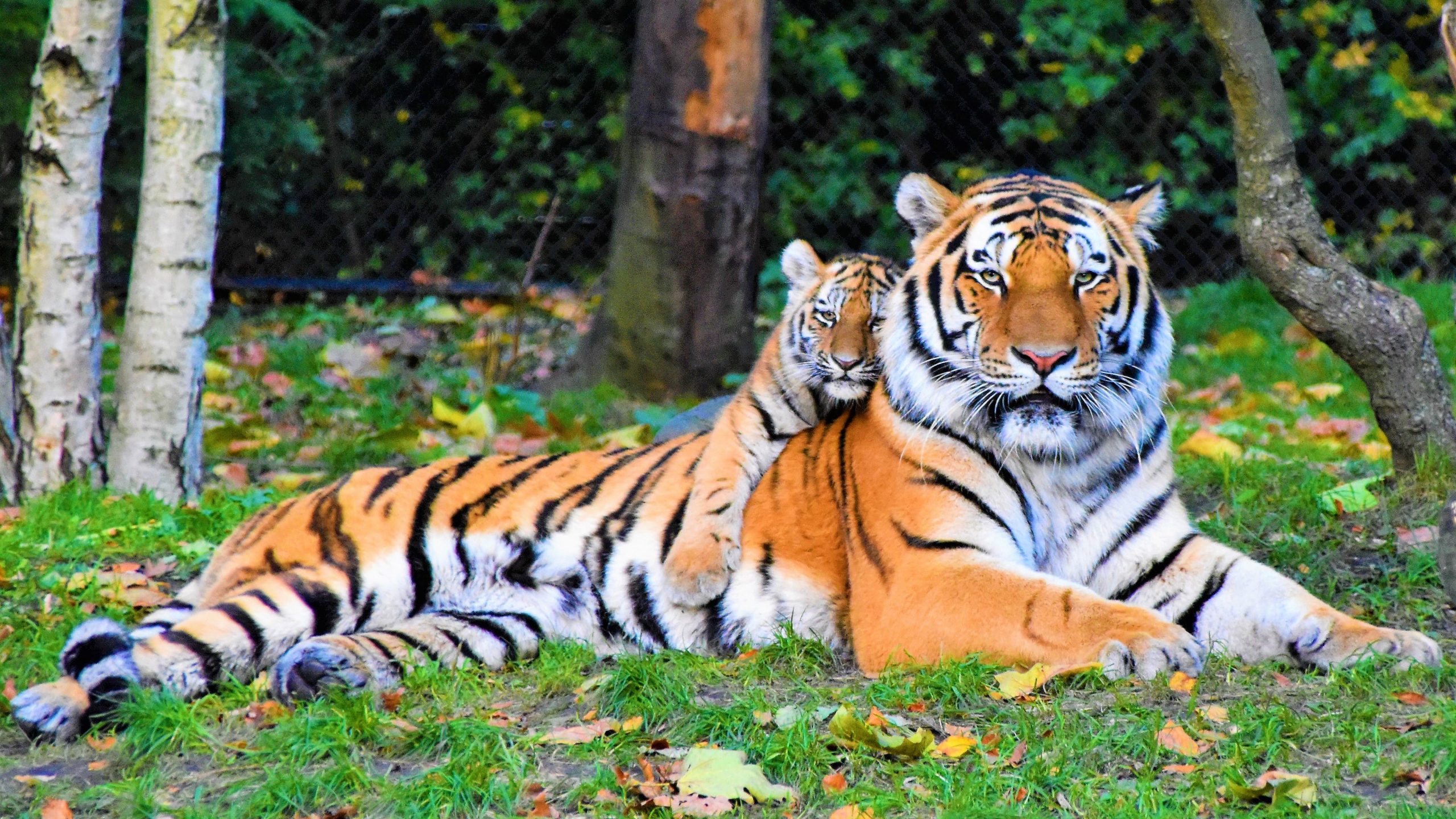 tiger paw - Healthier Pets Today