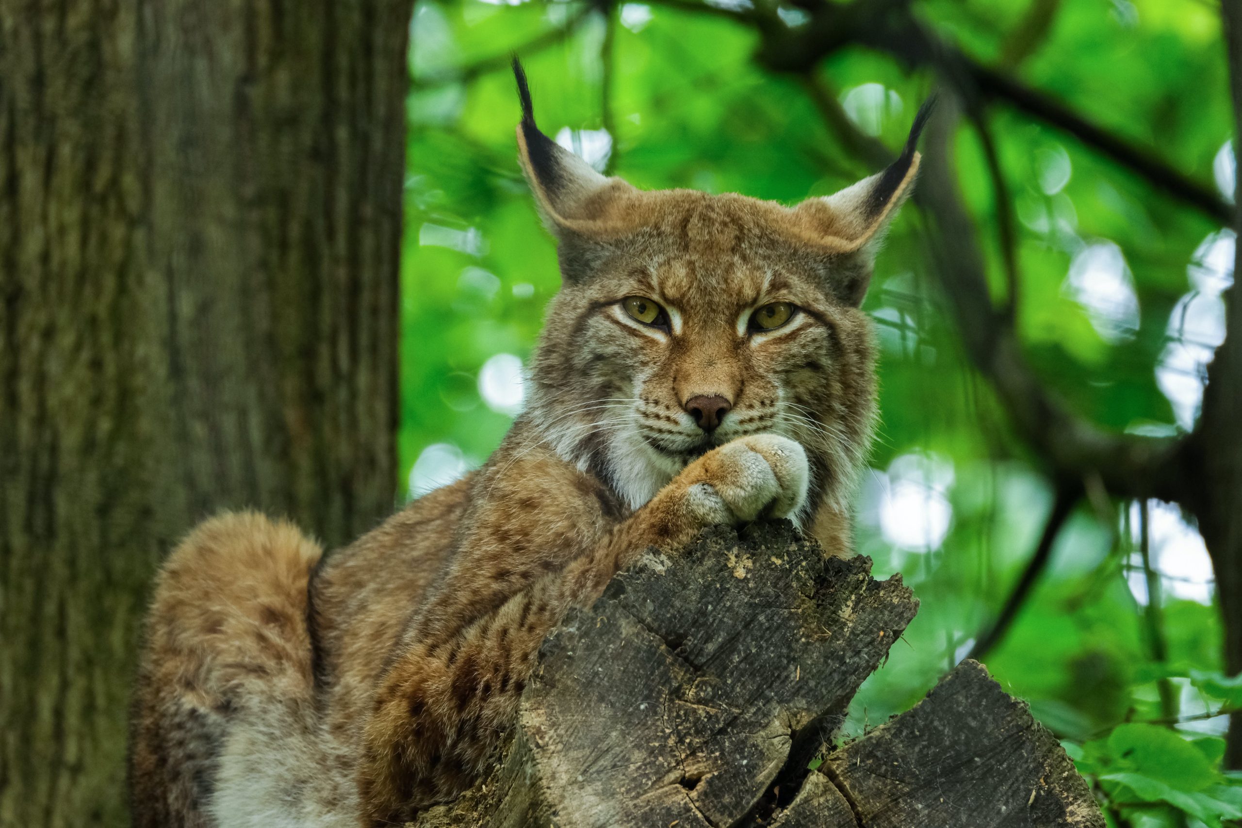 animal noises - Healthier Pets Today