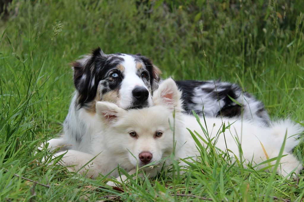A Community of Optimistic Pet Owners