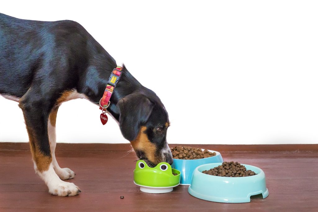 A Guide for Worried Pet Parents