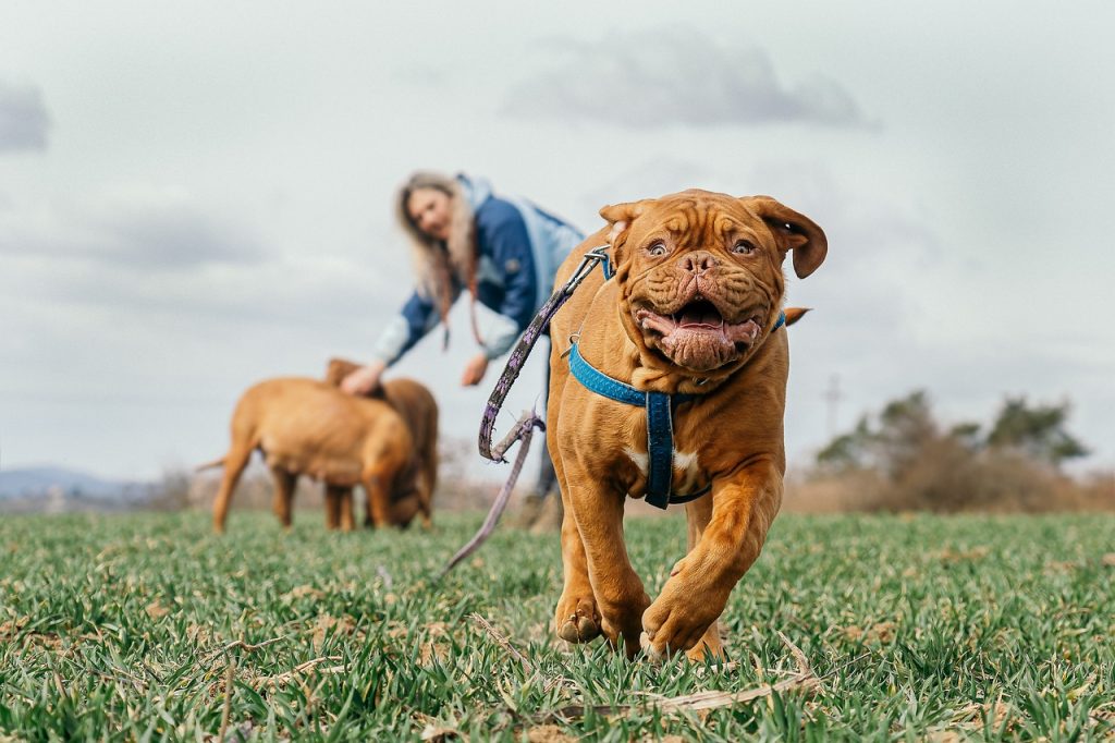 An optimistic approach to pet well-being extends beyond the singular focus on rabies