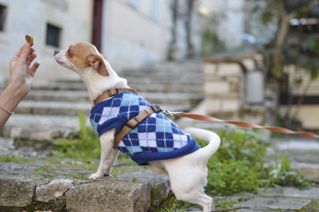 Benefits of a Raw Diet for Large Breeds