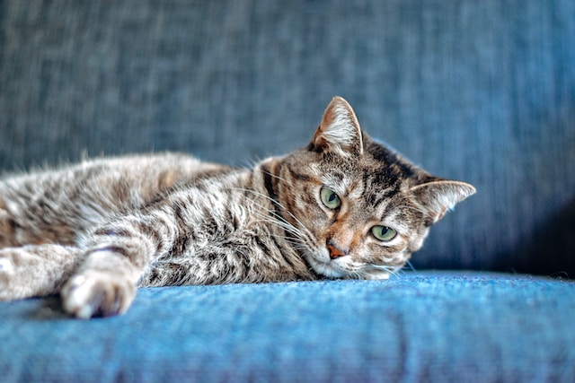 Cat Mental Health A Holistic Approach