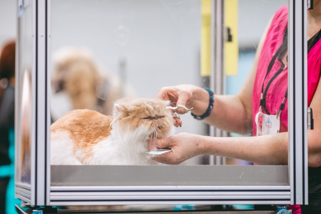 Cats are known for their impeccable grooming habits; the primary reason is simple—maintaining a clean and healthy coat.