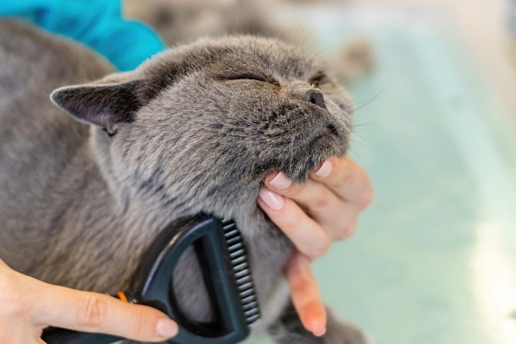 Cats are meticulous about their grooming routine but have specific preferences and boundaries