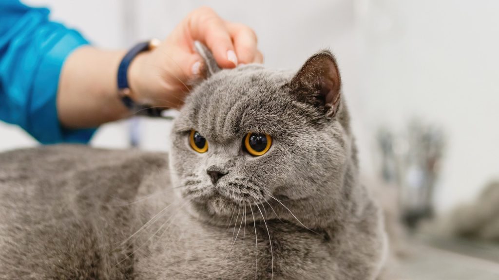 Did you know that cats have scent glands on their cheeks, paws, and the base of their tail