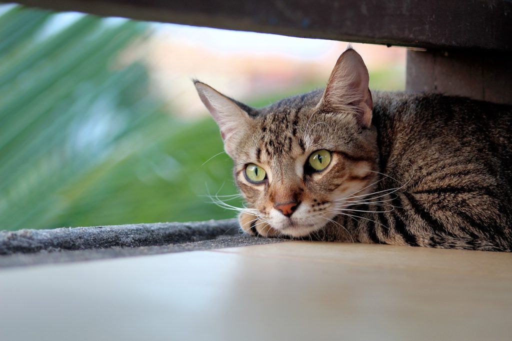 Elevating Urban Pet Keeping: A Journey of Joyful Coexistence