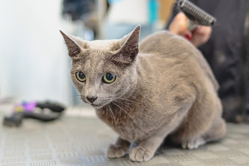 Have you noticed your cat intensifying its grooming sessions during stress or anxiety