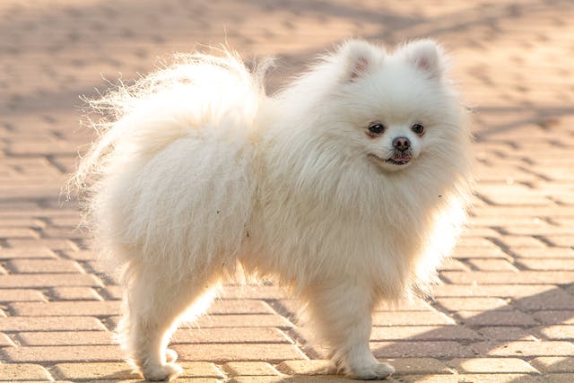 Holistic Approaches To Pet Anxiety Management