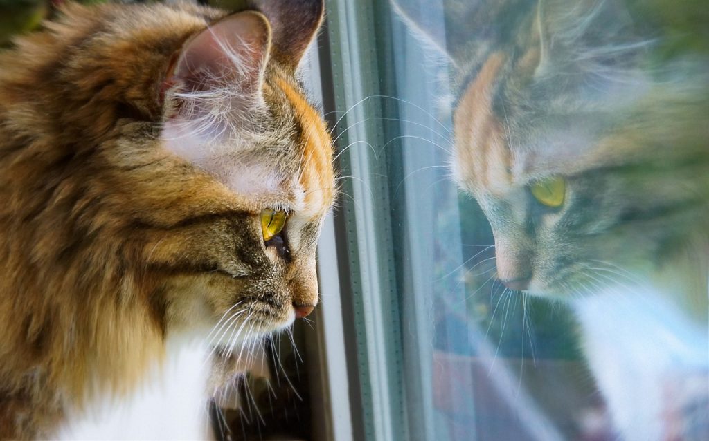 How to Choose the Best Diet for Your Aging Pet