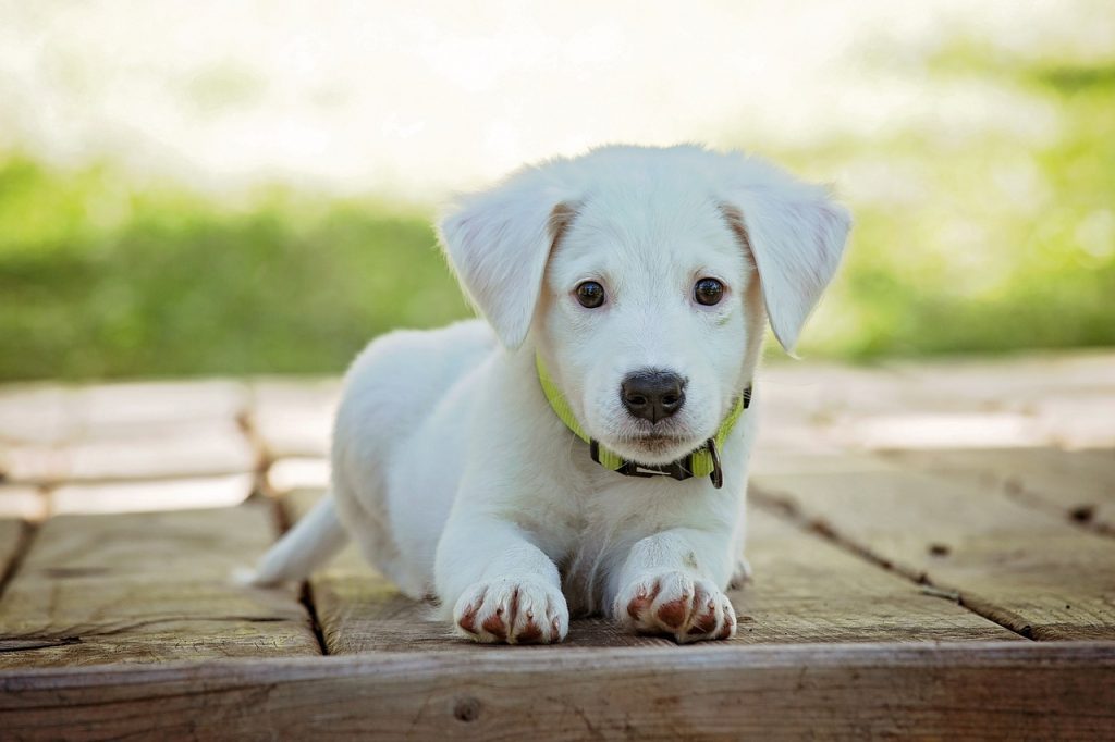 How to Keep Your Puppy Entertained for Hours