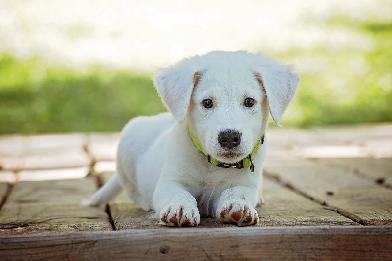 How to Keep Your Puppy Entertained for Hours