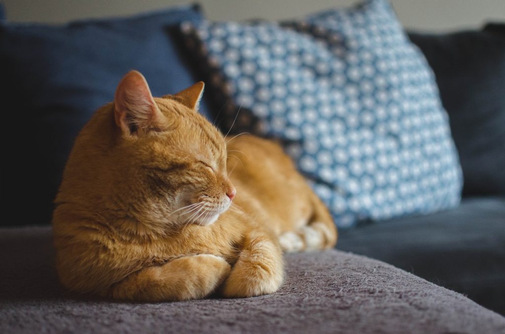 Immunotherapy involves gradually increasing allergens doses to desensitize the immune system