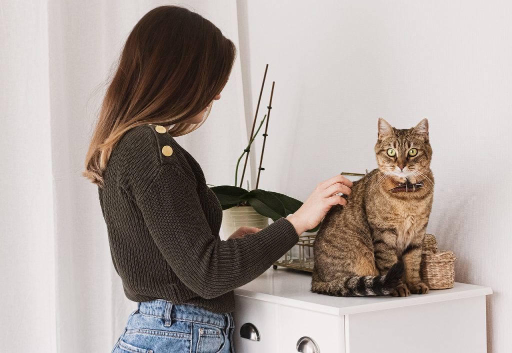 Interactive Grooming: Strengthening the Human-Feline Bond