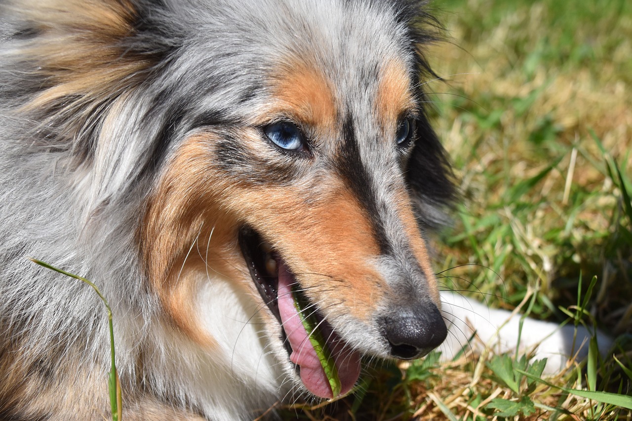 Introducing Your Large Breed Canine to a Raw Diet