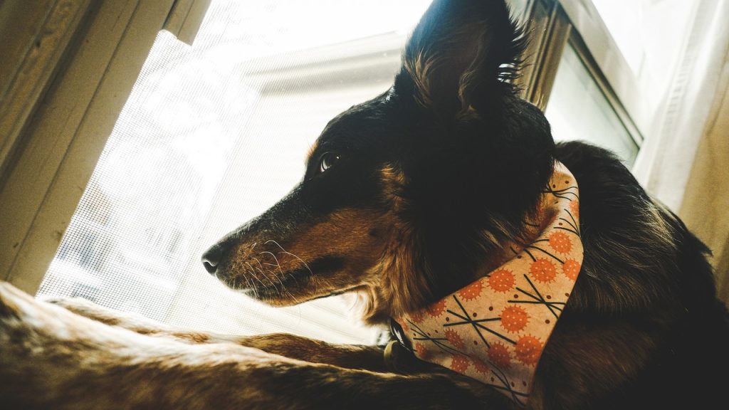 Just as humans evolve and grow, so do our canine companions