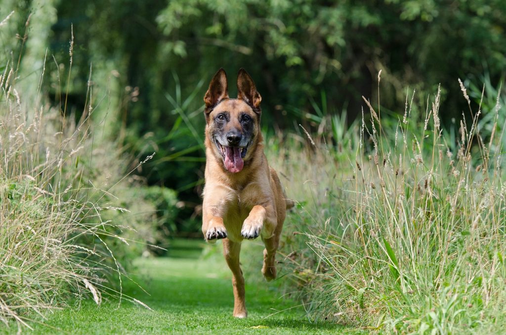 Maintaining a healthy weight is a cornerstone of a pet's overall well-being