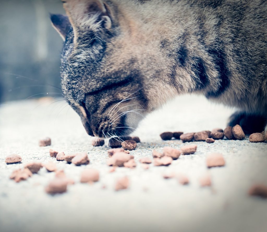 Navigating the nutritional needs of your aging pet is a journey best undertaken with the guidance of a trusted companion